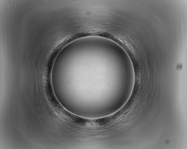 X0000099570591200805161519