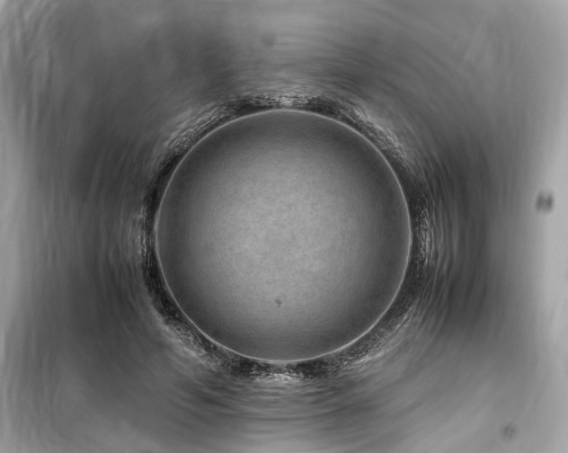 X0000099570594200805161519