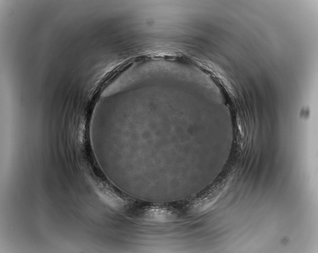 X0000099570596200805161518