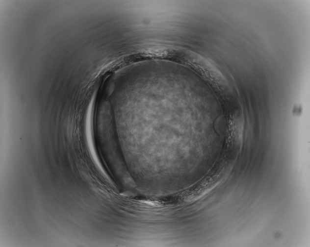 X0000099570600200805161518