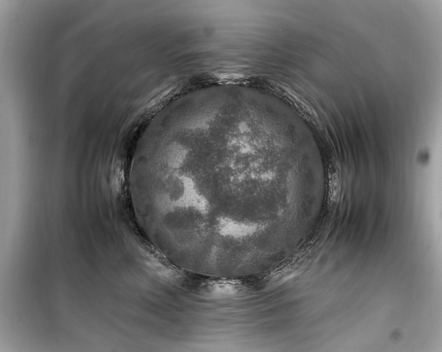 X0000099570618200805161518