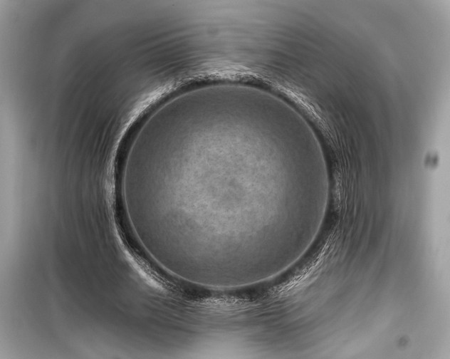 X0000099570630200805161517