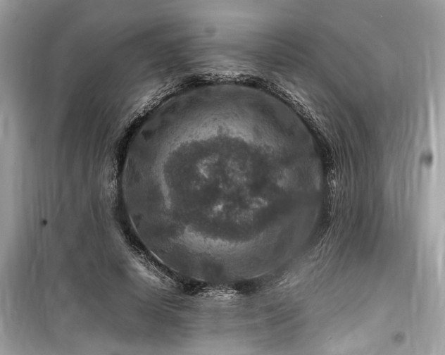 X0000099570642200805161518