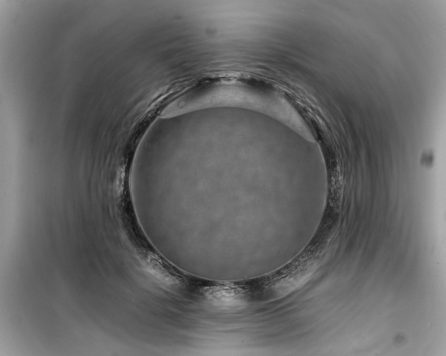 X0000099570652200805161518