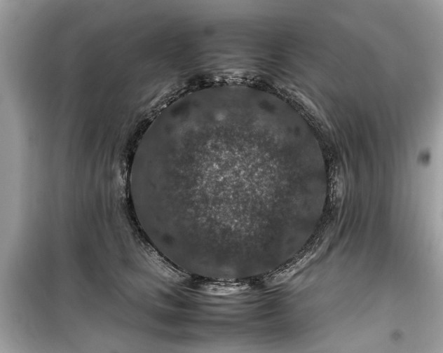 X0000099570661200805161518