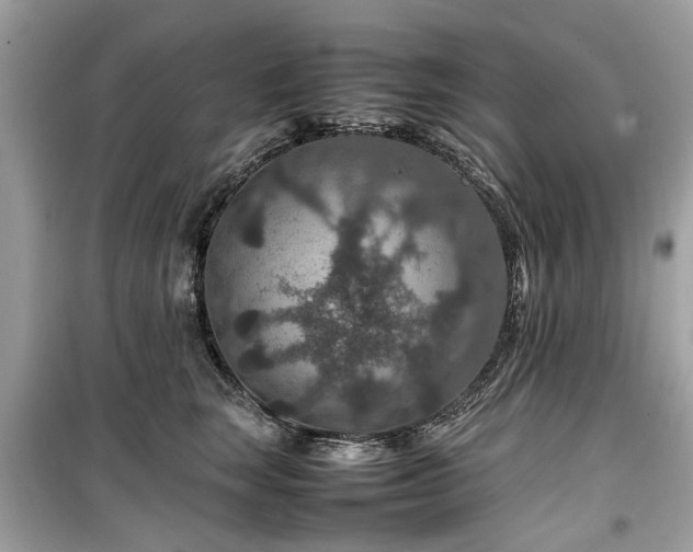 X0000099570663200805161518