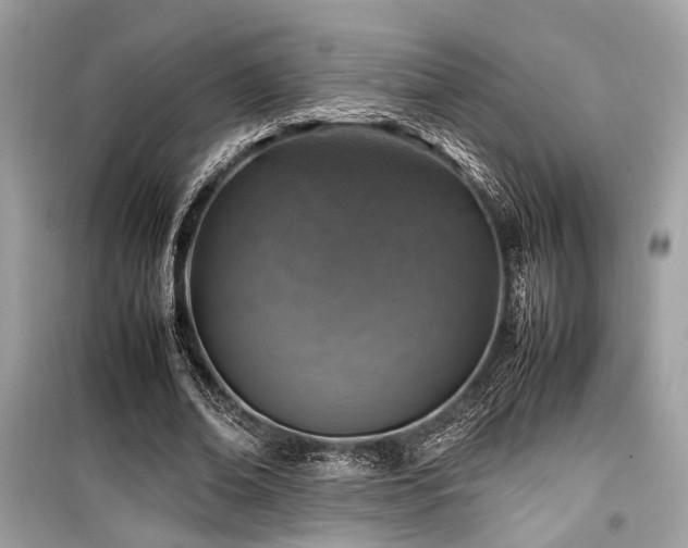 X0000099570678200805161517