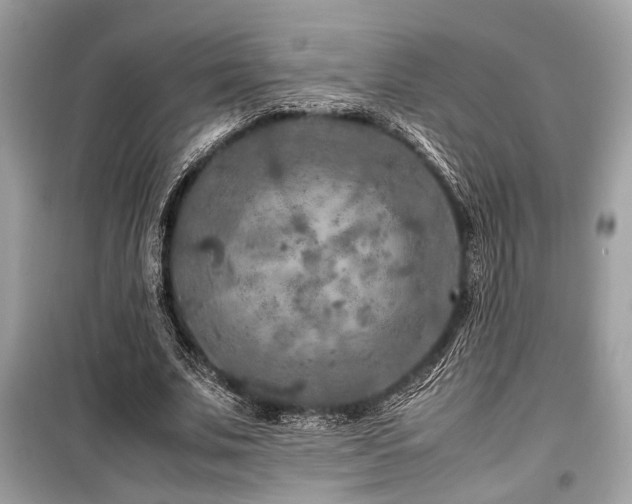 X0000099570679200805161517