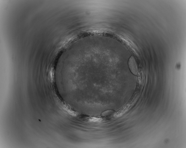 X0000099570718200805161517