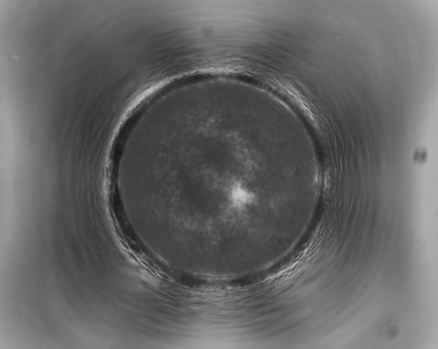 X0000099570724200805161516