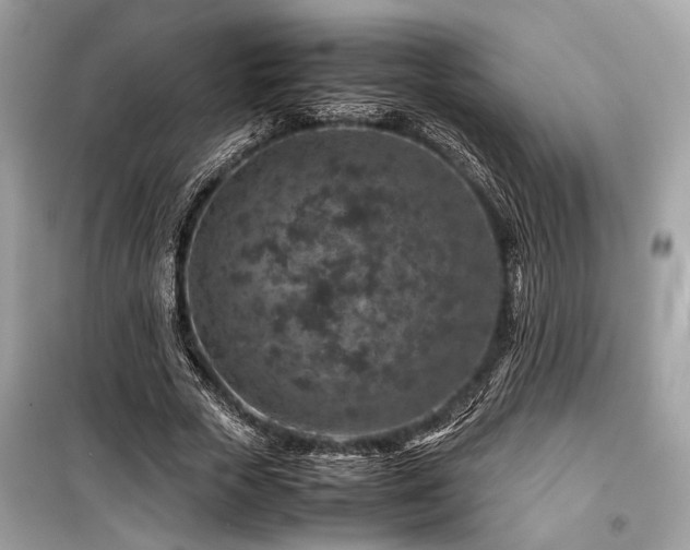 X0000099570729200805161516