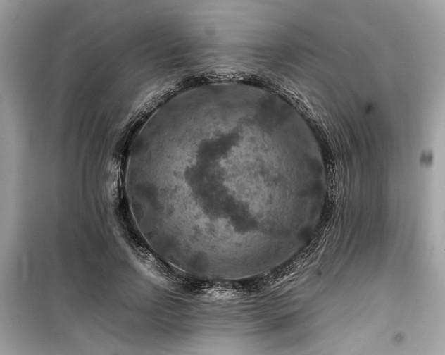 X0000099570742200805161516