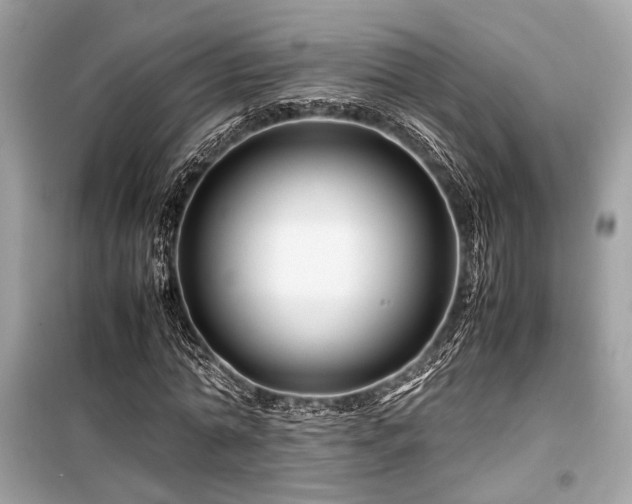 X0000099570774200805161516