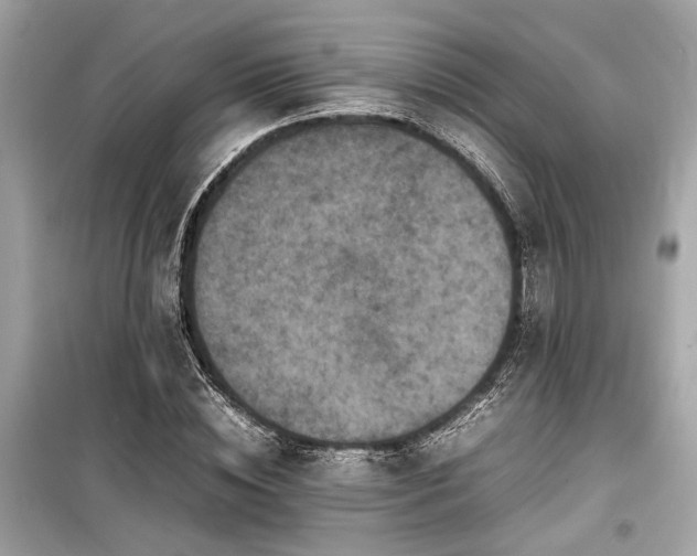 X0000099570828200805161514