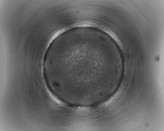 X0000099570850200805161515