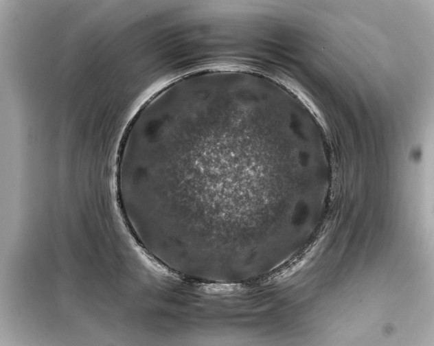 X0000099570853200805161515