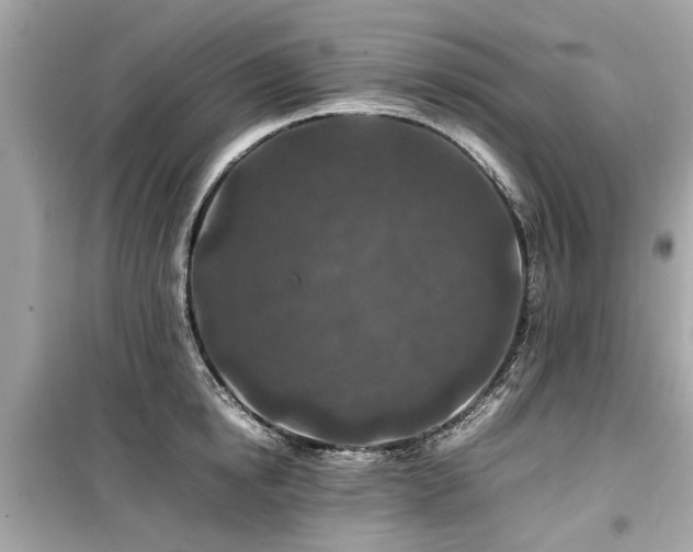 X0000099570854200805161515