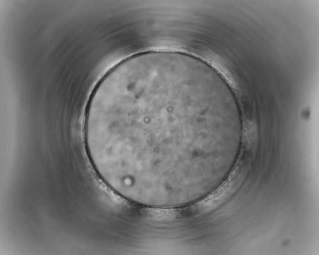 X0000099570856200805161515