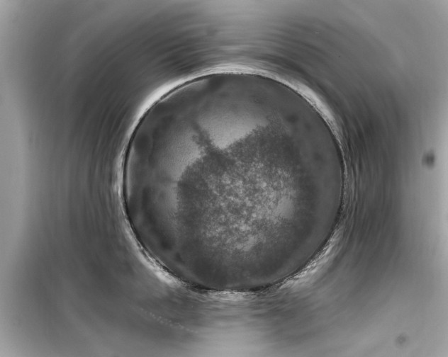 X0000099570862200805161515