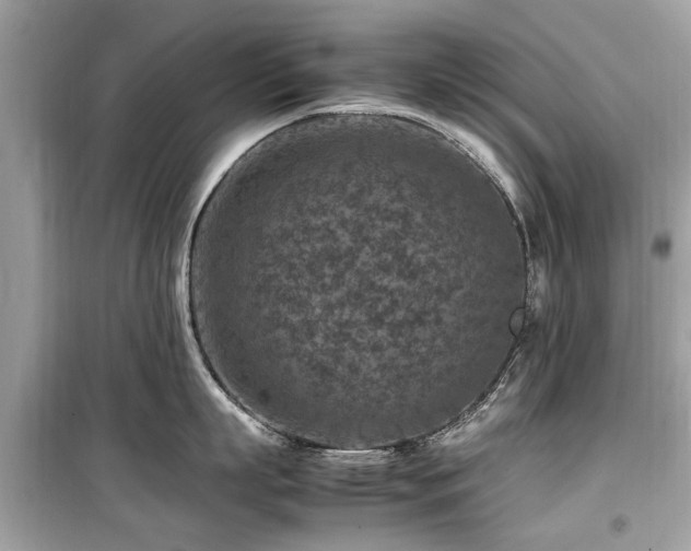 X0000099570863200805161515