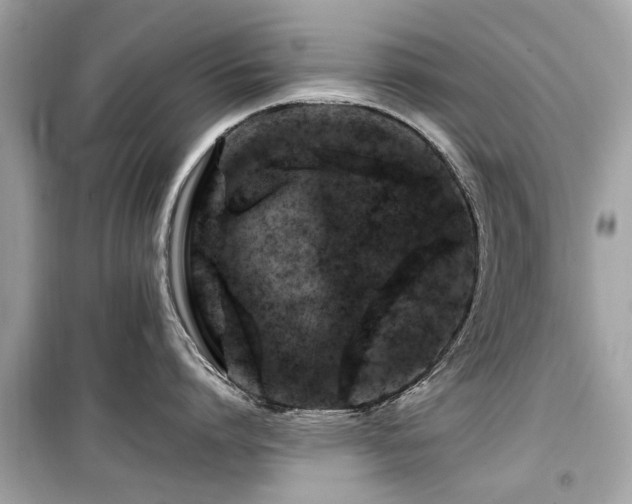 X0000099570864200805161515