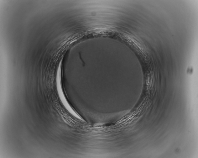 X0000099570868200805161514