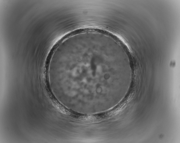 X0000099570879200805161514