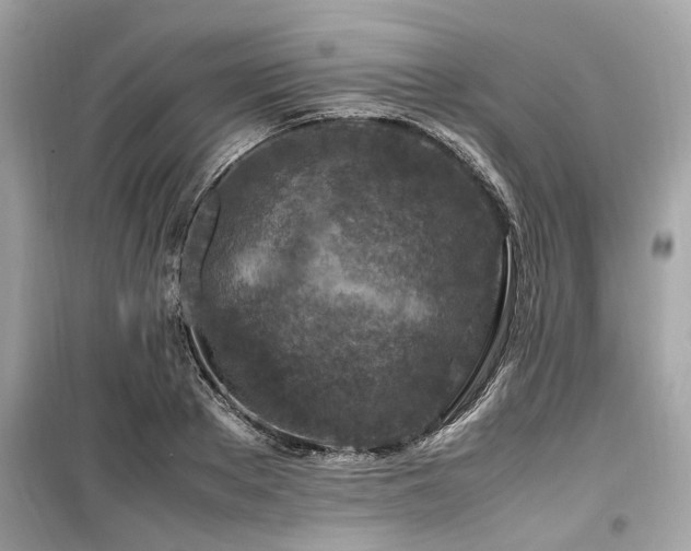 X0000099570889200805161514