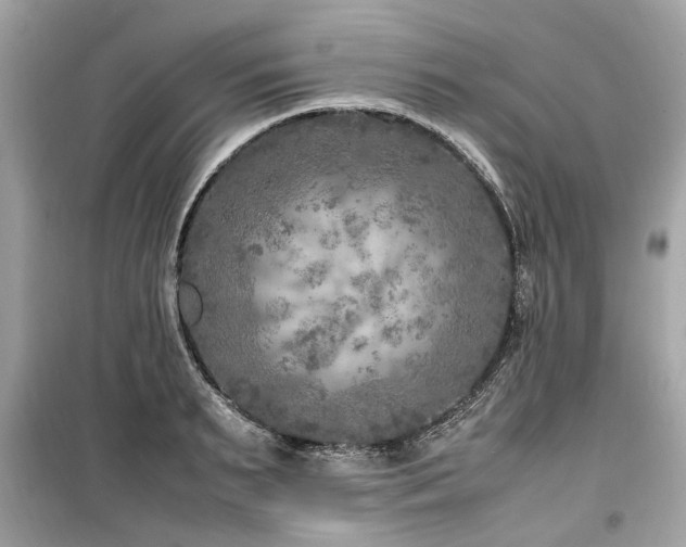 X0000099570895200805161514