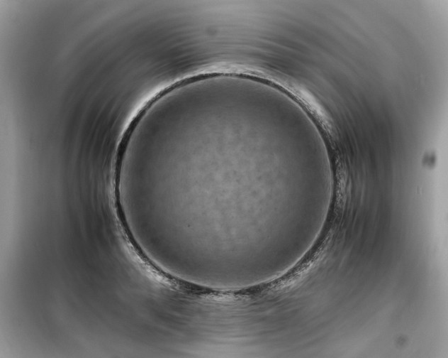 X0000099570896200805161514