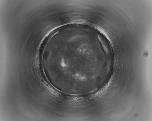 X0000099570923200805161513