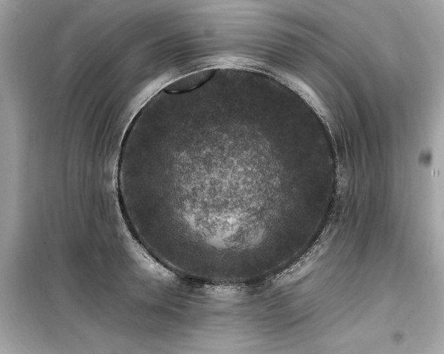 X0000099570946200805161513