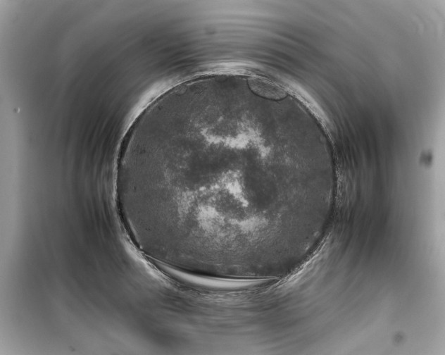 X0000099570994200805161512