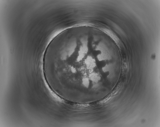 X0000099571055200805161512