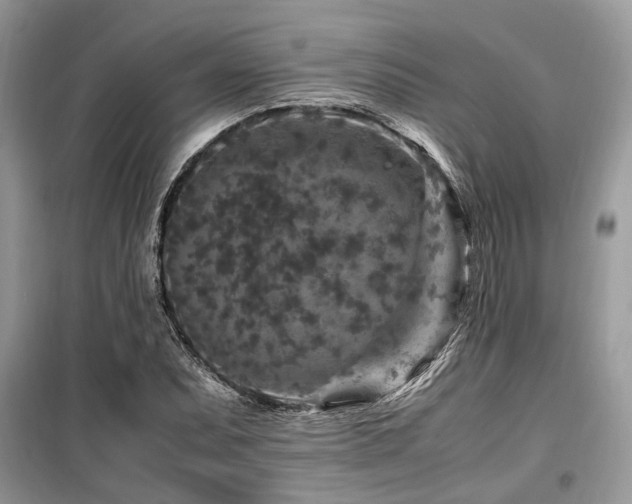 X0000099571071200805161511
