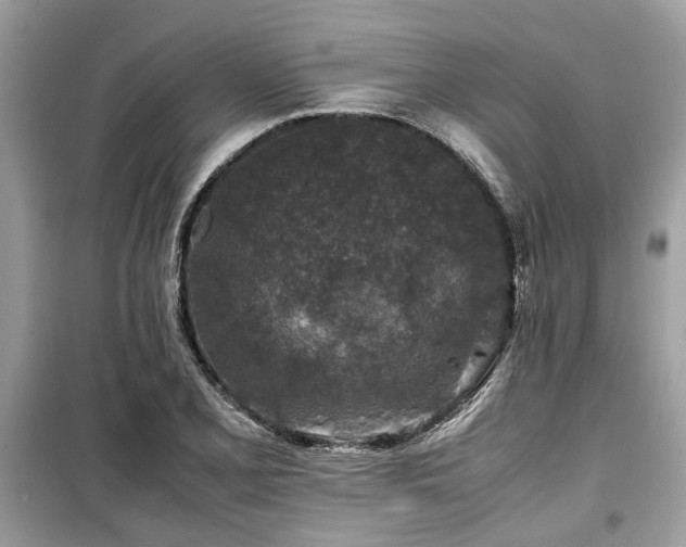 X0000099571077200805161511