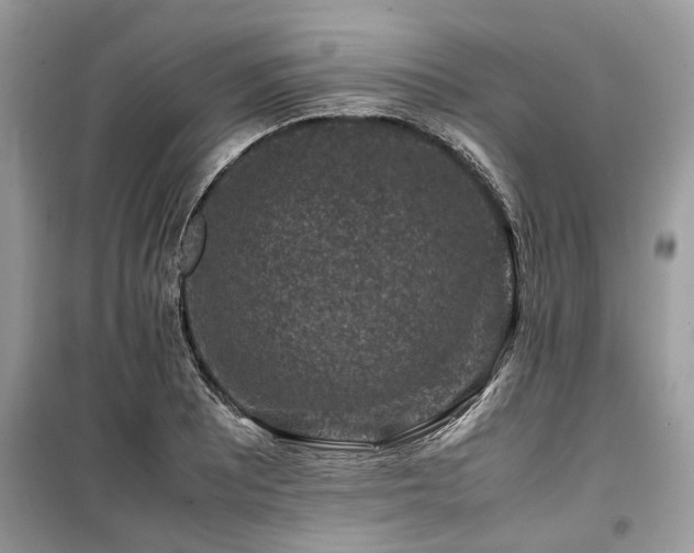 X0000099571081200805161511