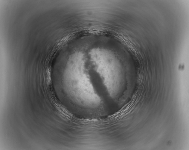 X0000099571106200805161510