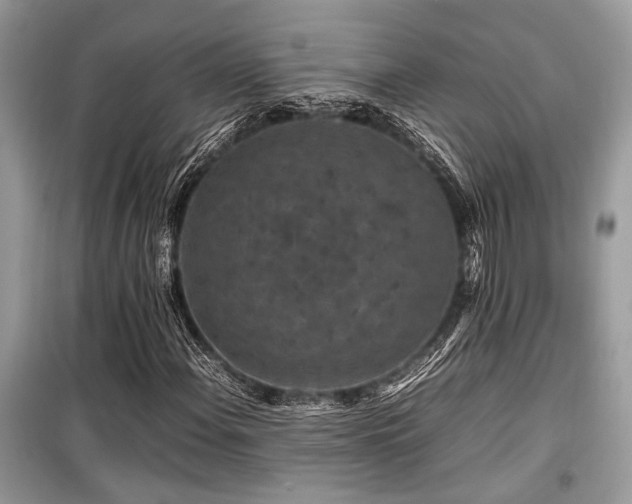X0000099571108200805161510