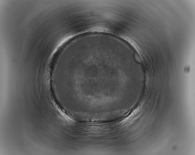 X0000099571115200805161510