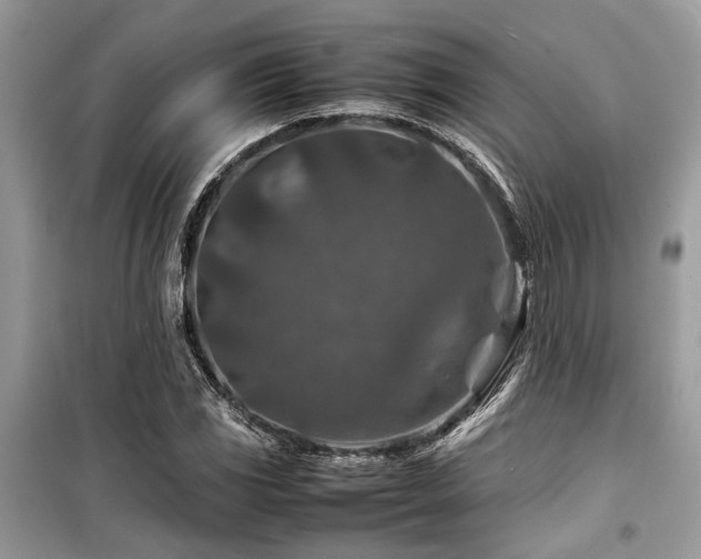 X0000099571117200805161510