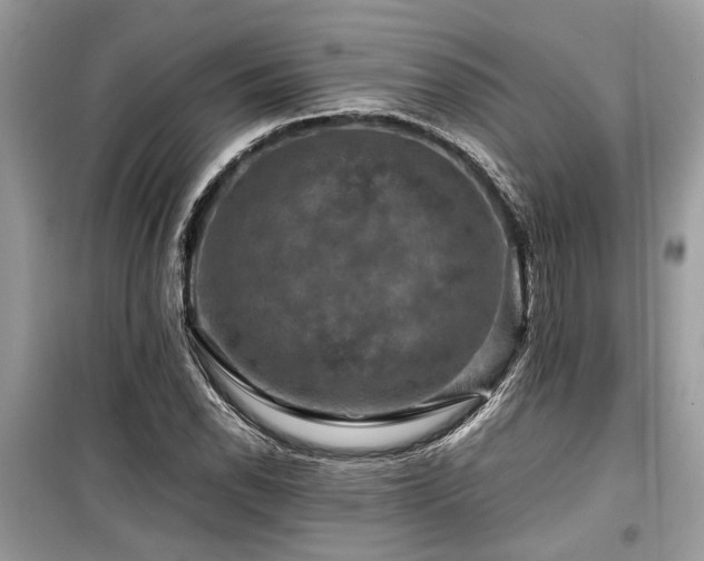 X0000099571118200805161510