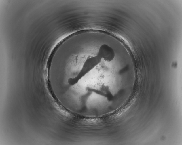 X0000099571125200805161510