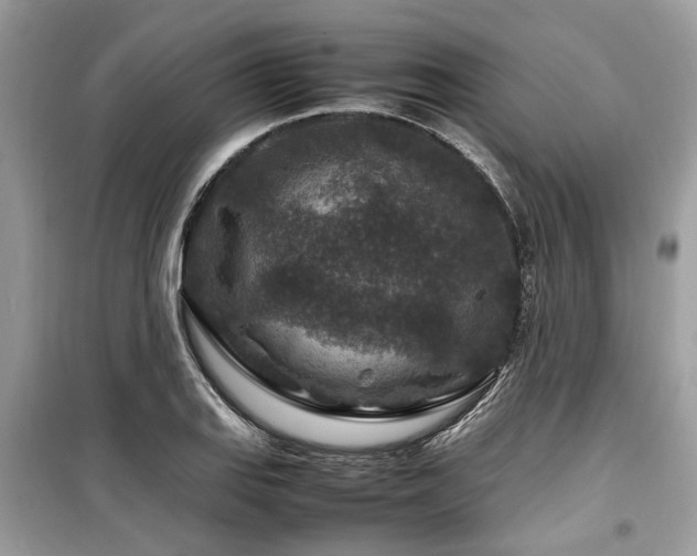X0000099571127200805161510