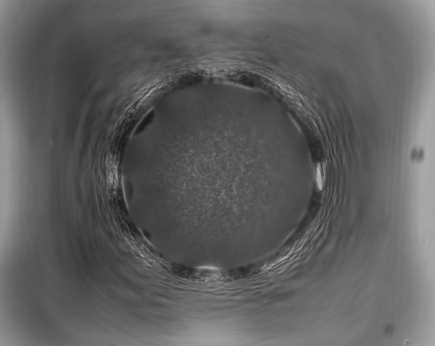 X0000099571155200805161510