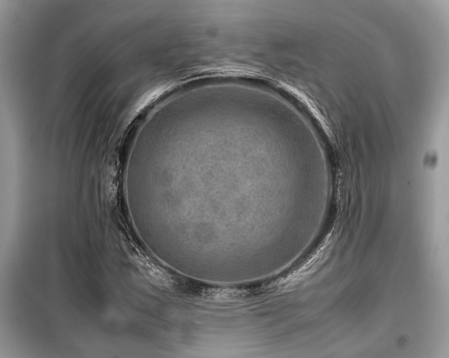 X0000099571163200805161510