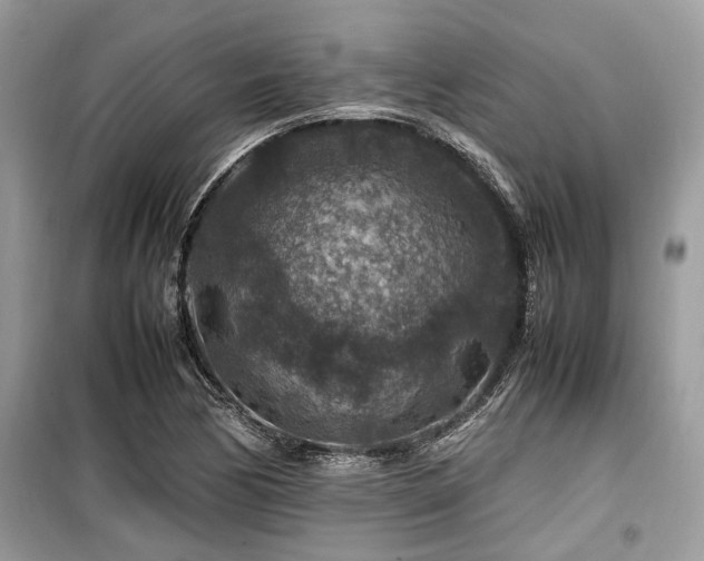 X0000099571170200805161510