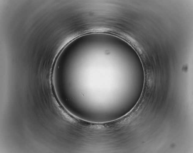 X0000099571186200805161509