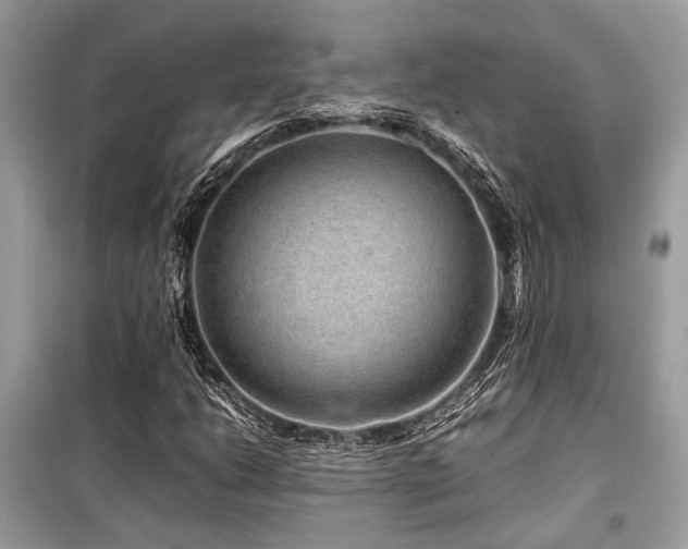 X0000099571206200805161509