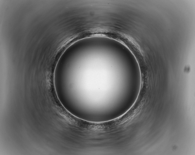 X0000099571217200805161509